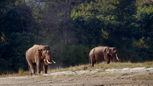 Twee wilde Aziatische olifant in bardia, nepal — Stockfoto