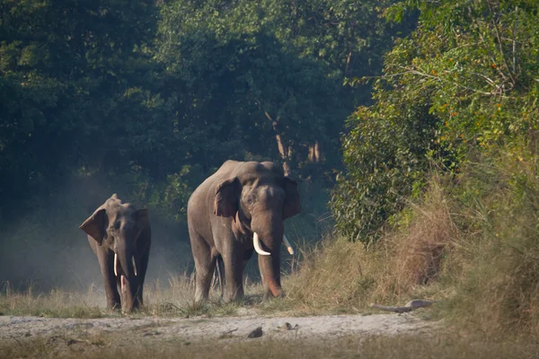 To ville asiatiske elefanter i Bardia, Nepal – stockfoto