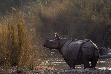 bardia, nepal, büyük tek boynuzlu gergedan