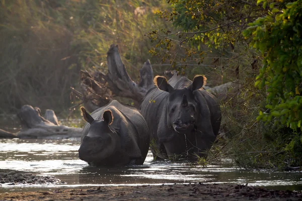 Greater One-horned Rhinoceros in Bardia, Nepal — Stock Photo, Image