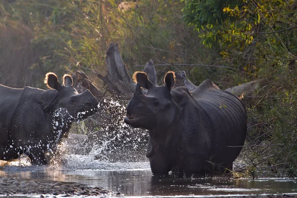Greater One-horned Rhinoceros in Bardia, Nepal — Stock Photo, Image