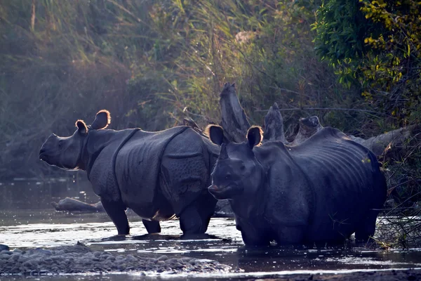 Gran rinoceronte de un cuerno en Bardia, Nepal —  Fotos de Stock