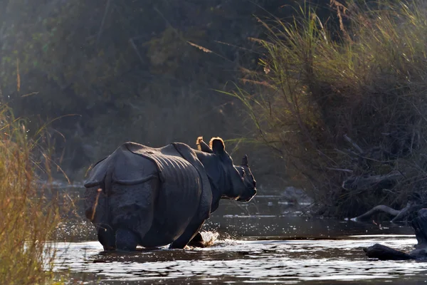 Rinoceronte de um chifre maior em Bardia, Nepal — Fotografia de Stock