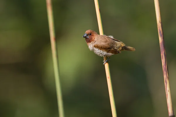 Scaly-breasted munia bird in Nepal — Stock Photo, Image