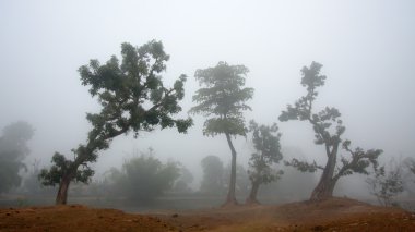 terai kış vakti sisli peyzaj