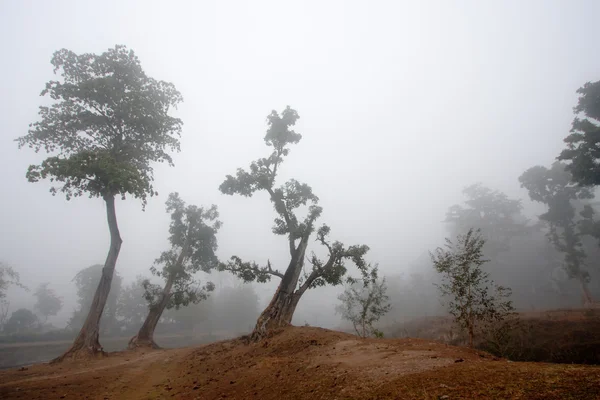Misty landscape in Terai winter time — Stock Photo, Image