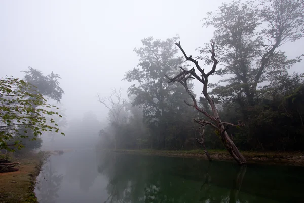 Misty landscape in Terai winter time — Stock Photo, Image