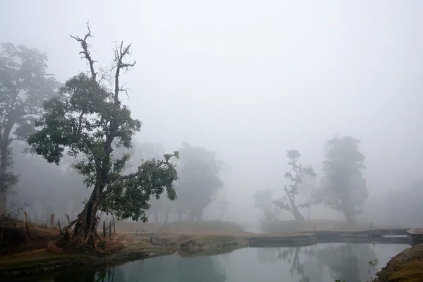 Misty landscape in Terai winter time — Stock Photo, Image