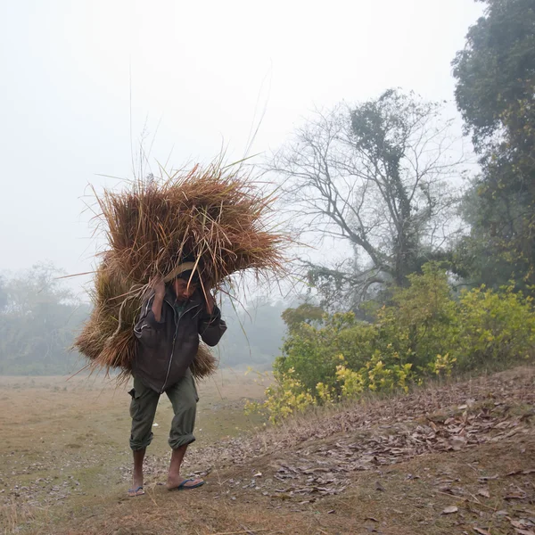 Homem Taru carregando grama da selva para renovar sua casa no telhado em Bardia, Nepal — Fotografia de Stock