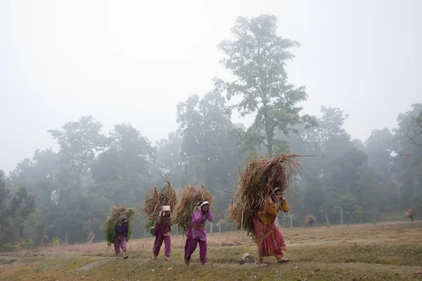 Άνθρωποι Taru που μεταφέρουν χόρτο από τη ζούγκλα για να ανανεώσει το σπίτι τους στέγη στη βάρδια, Νεπάλ木桶人们背着草从丛林中更新他们在巴蒂亚，尼泊尔的屋顶房子 — 图库照片