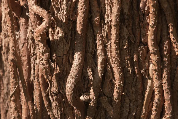 Detail van boomschors vallende liana — Stockfoto