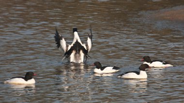 bardia, nepal ortak merganser su kuşları