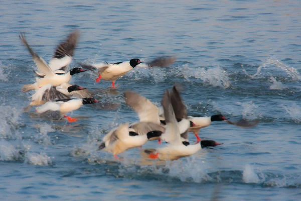 Common merganser water birds in Bardia, Nepal — Stock Photo, Image