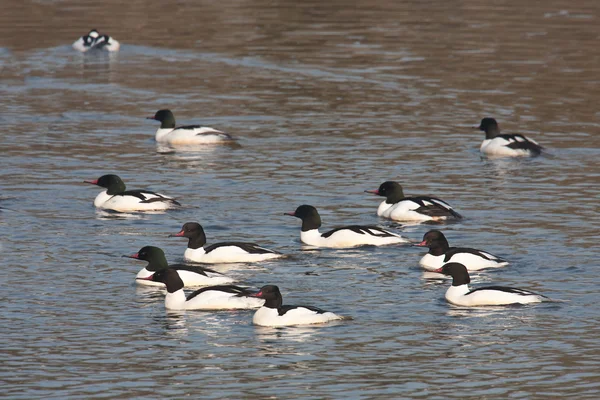 Common merganser water birds in Bardia, Nepal — Stock Photo, Image