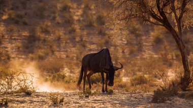 Güney Afrika 'daki Kgalagadi sınır ötesi parkında, Bovidae' nin Tür Connochaetes taurinus ailesinde şafak vakti arka planda kızgın mavi antiloplar toprağı eşeliyorlar.