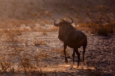 Güney Afrika 'daki Kgalagadi sınır ötesi parkında şafak vakti koşan mavi antiloplar Bovidae ailesinden Specie Connochaetes taurinus