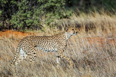 Güney Afrika 'da Kgalagadi sınır ötesi parkında çimenlerde yürüyen Çita; Felidae familyasından Specie Acinonyx jubatus
