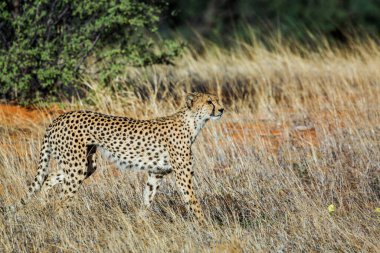 Güney Afrika 'da Kgalagadi sınır ötesi parkında çimenlerde yürüyen Çita; Felidae familyasından Specie Acinonyx jubatus