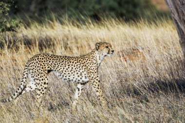 Güney Afrika 'da Kgalagadi sınır ötesi parkında çimenlerde yürüyen Çita; Felidae familyasından Specie Acinonyx jubatus