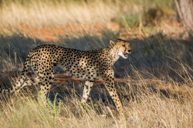 Güney Afrika 'da Kgalagadi sınır ötesi parkında çimenlerde yürüyen Çita; Felidae familyasından Specie Acinonyx jubatus