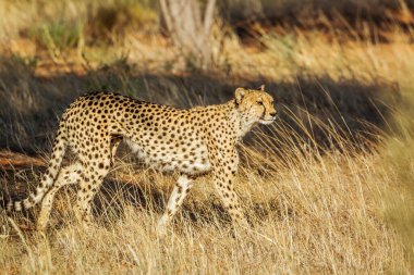 Güney Afrika 'da Kgalagadi sınır ötesi parkında çimenlerde yürüyen Çita; Felidae familyasından Specie Acinonyx jubatus