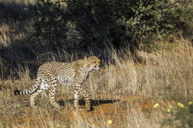 Güney Afrika 'da Kgalagadi sınır ötesi parkında avını takip eden Çita Felidae ailesinden Specie Acinonyx jubatus