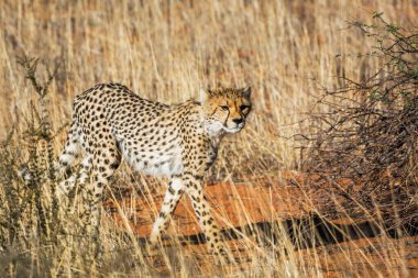 Güney Afrika, Kgalagadi sınır ötesi parkında çita; Felidae familyasından Specie Acinonyx jubatus
