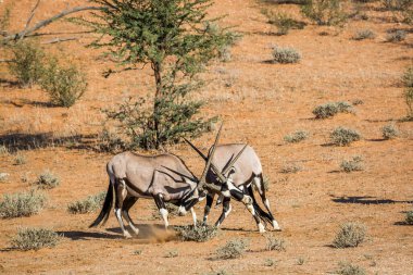 Güney Afrika 'da Kgalagadi sınır ötesi parkında dövüşen iki Güney Afrika antilobu boğası Bovidae familyasından Specie Oryx gazella.