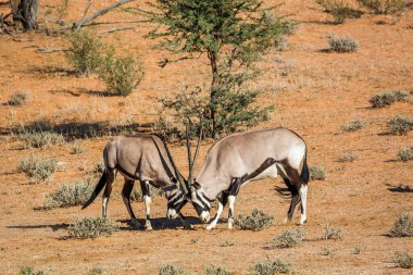Güney Afrika 'da Kgalagadi sınır ötesi parkında dövüşen iki Güney Afrika antilobu boğası Bovidae familyasından Specie Oryx gazella.