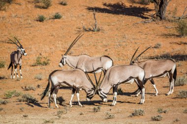 Güney Afrika 'daki Kgalagadi sınır ötesi parkında iki erkek düello yapan küçük bir Güney Afrika antilobu grubu Bovidae familyasından Specie Oryx gazella.