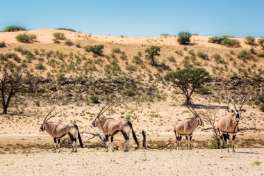 Güney Afrika 'da Kgalagadi sınır ötesi parkında çöl manzaralı dört Güney Afrika antilobu Bovidae familyasından Specie Oryx gazella