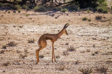 Güney Afrika, Kgalagari sınır ötesi parkında zıplayan ve koşan bebek Springbok; Bovidae familyasından Specie Antidorcas Marsupialis