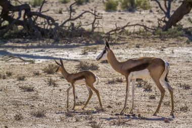 Springbok anne Güney Afrika 'daki Kgalagari sınır ötesi parkında bir buzağı; Bovidae familyasından Specie Antidorcas marsupialis