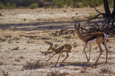 Springbok anne Güney Afrika 'daki Kgalagari sınır ötesi parkında koşan bir buzağı; Bovidae familyasından Specie Antidorcas marsupialis