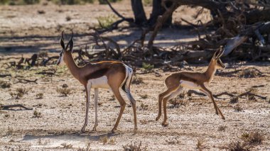 Springbok anne Güney Afrika 'daki Kgalagari sınır ötesi parkında koşan bir buzağı; Bovidae familyasından Specie Antidorcas marsupialis
