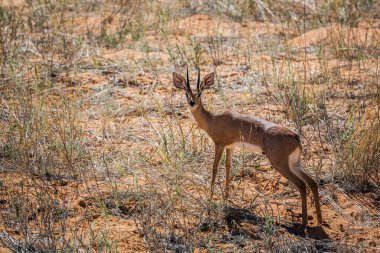Steenbok, Güney Afrika 'daki Kgalagadi sınır ötesi parkında Bovidae ailesinden Specie Raphicerus Campestris' in kamerasına bakıyor.
