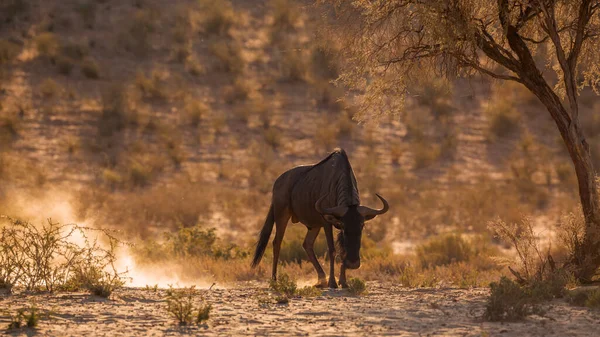 앵그리 베스트 Angry Blue Wildebeest 새벽에 남아프리카 공화국 Kgalagadi Transfrontier — 스톡 사진