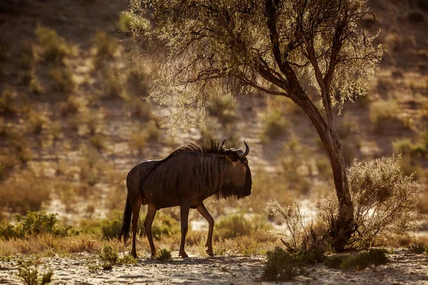 Blue Wildebeest Walking Backlit Twilight Kgalagadi Transborder Park África Sul — Fotografia de Stock