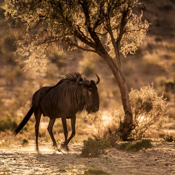 Blue Wildebeest Walking Backlit Twilight Kgalagadi Transborder Park África Sul — Fotografia de Stock