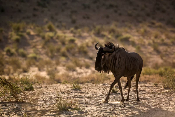 Blue Wildebeest Walking Backlit Twilight Kgalagadi Transborder Park África Sul — Fotografia de Stock