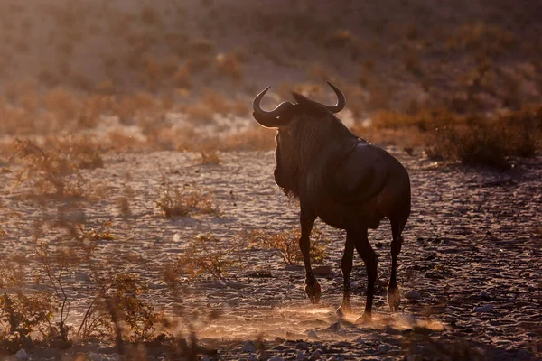 Blue Wildebeest Running Dawn Backlight Kgalagadi Διασυνοριακό Πάρκο Νότια Αφρική — Φωτογραφία Αρχείου