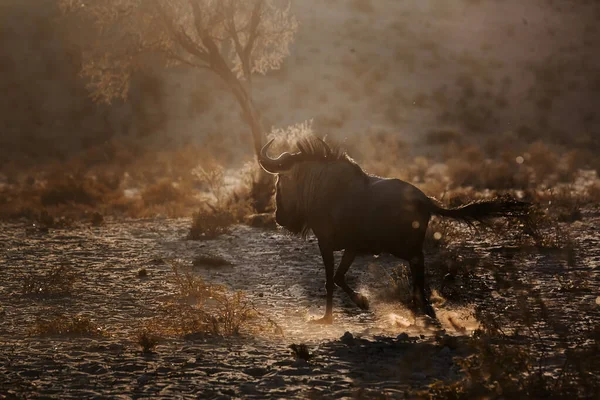 Blue Wildebeest Running Dawn Backlight Kgalagadi Διασυνοριακό Πάρκο Νότια Αφρική — Φωτογραφία Αρχείου