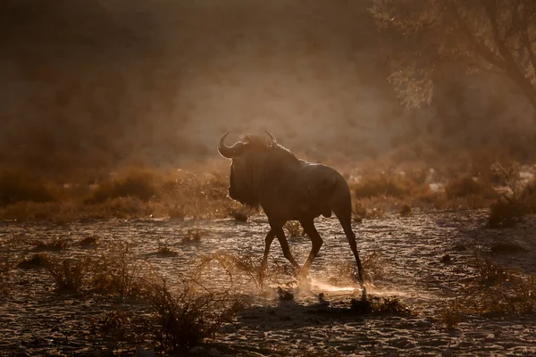 Blue Wildebeest Running Dawn Backlit Kgalagadi Transborder Park África Sul — Fotografia de Stock