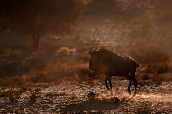 Blue Wildebeest Running Dawn Backlit Kgalagadi Transborder Park África Sul — Fotografia de Stock