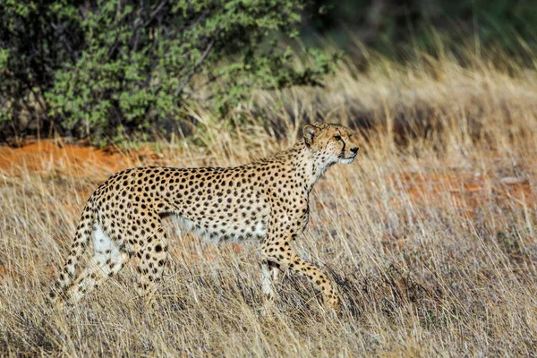 Cheetah Περπάτημα Στο Γρασίδι Στο Διασυνοριακό Πάρκο Kgalagadi Νότια Αφρική — Φωτογραφία Αρχείου