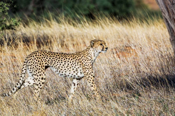 Cheetah Caminando Hierba Parque Transfronterizo Kgalagadi Sudáfrica Especie Acinonyx Jubatus — Foto de Stock