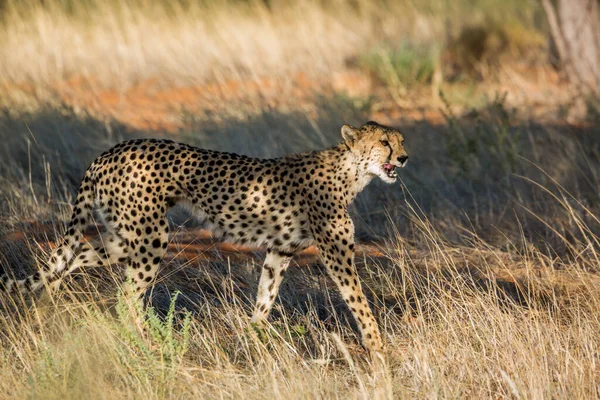 Cheetah Caminando Hierba Parque Transfronterizo Kgalagadi Sudáfrica Especie Acinonyx Jubatus —  Fotos de Stock