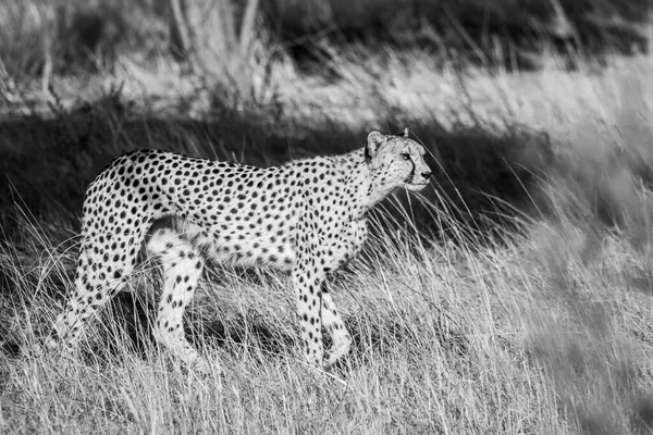 Cheetah Passeggiando Prati Asciutti Nel Parco Transfrontaliero Kgalagadi Sud Africa — Foto Stock