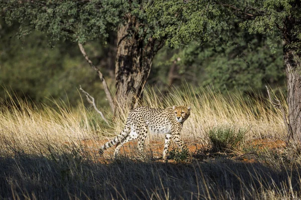Cheetah Wandelende Stalking Prooi Kgalagadi Grensoverschrijdende Park Zuid Afrika Soort — Stockfoto