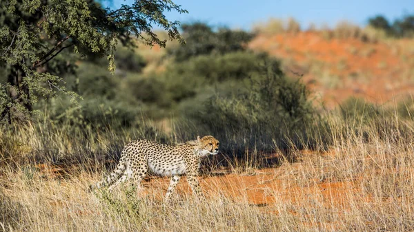 Cheetah Περπάτημα Θήραμα Καταδίωξη Kgalagadi Διασυνοριακό Πάρκο Νότια Αφρική Specie — Φωτογραφία Αρχείου